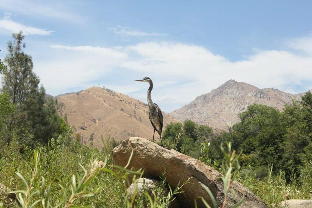 Socal Camping Kernville Extérieur photo